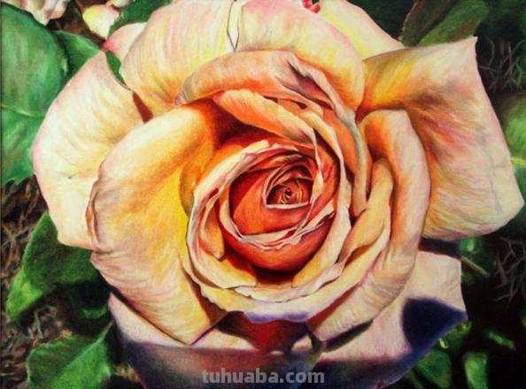 玫瑰色彩及玫瑰色彩画——探索浪漫与美丽的艺术世界 