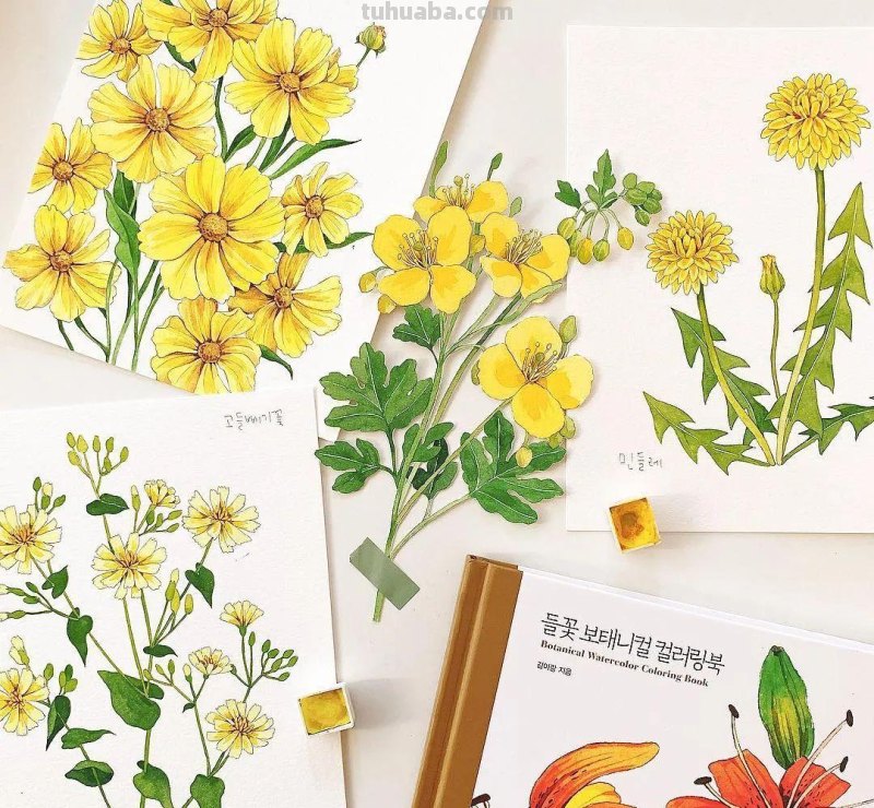 这些画水彩作品治愈了2000万网友，每一幅画浪漫精致