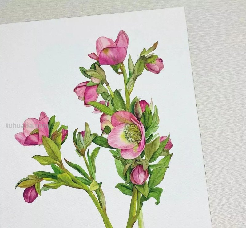 这57张水彩作品超级赞，想学水彩的你赶紧来收藏啊，一起来欣赏呀