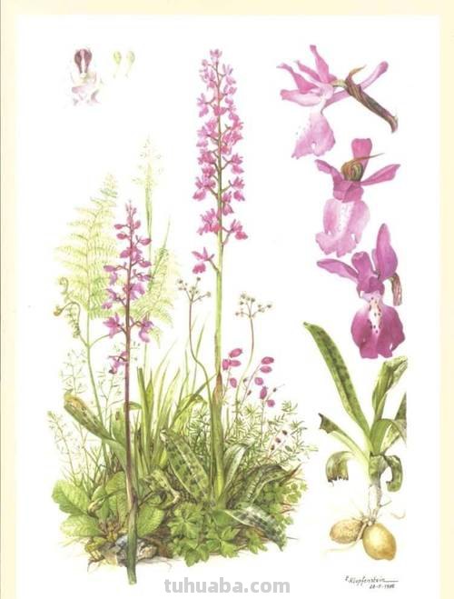 这些美丽的画带你走进自然科学，百余幅科学绘画在展出，多种兰花难得一见｜晨看展