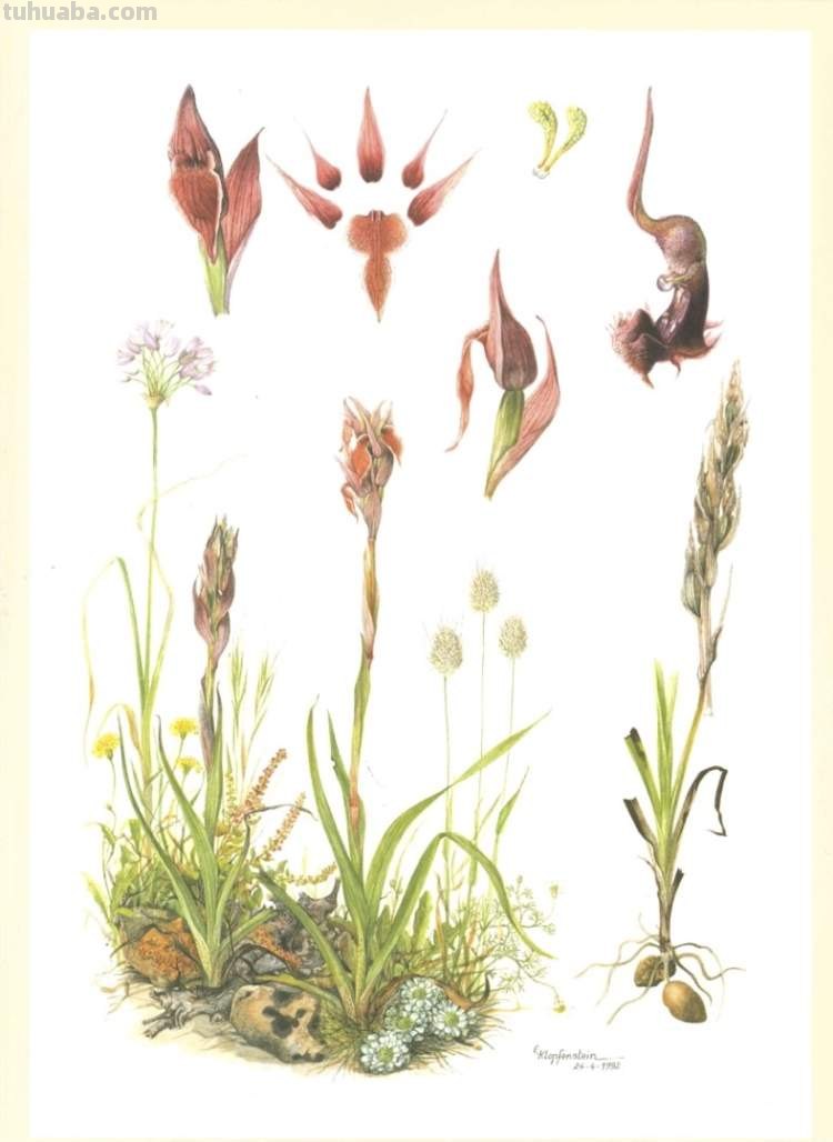 这些美丽的画带你走进自然科学，百余幅科学绘画在展出，多种兰花难得一见｜晨看展