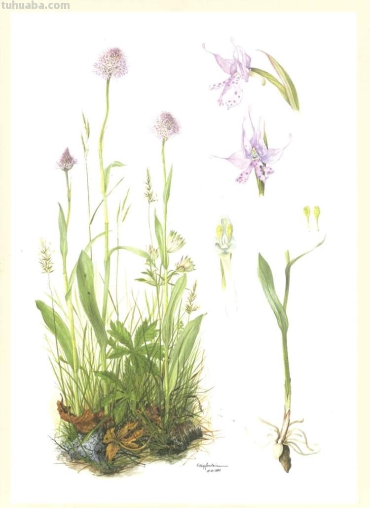 这些美丽的画带你走进自然科学，百余幅科学绘画在展出，多种兰花难得一见｜晨看展