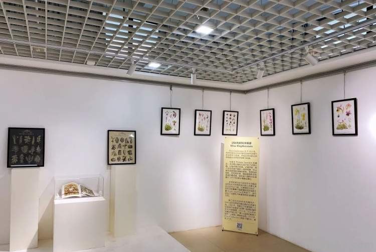 这些美丽的画带你走进自然科学，百余幅科学绘画在展出，多种兰花难得一见｜晨看展