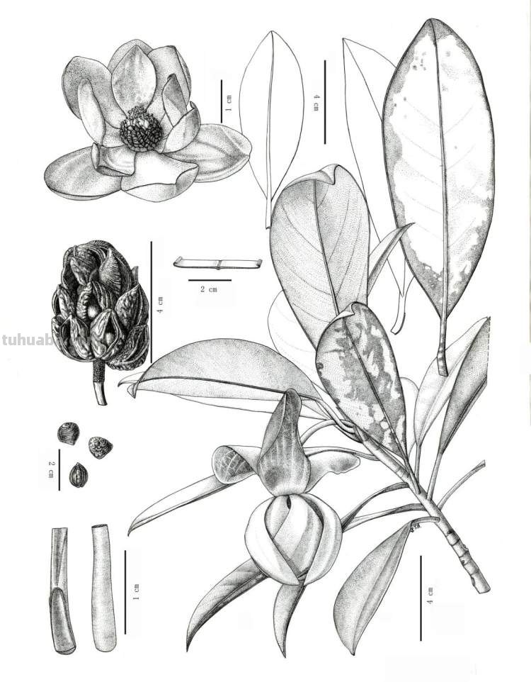 这些美丽的画带你走进自然科学，百余幅科学绘画在展出，多种兰花难得一见｜晨看展