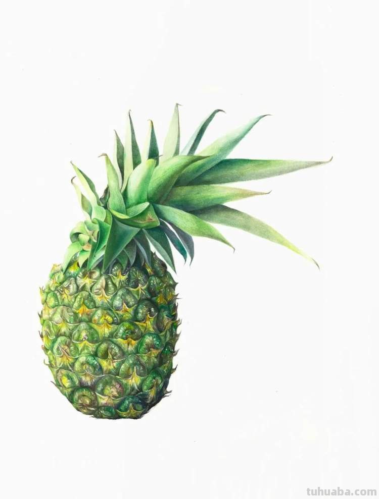 这些美丽的画带你走进自然科学，百余幅科学绘画在展出，多种兰花难得一见｜晨看展