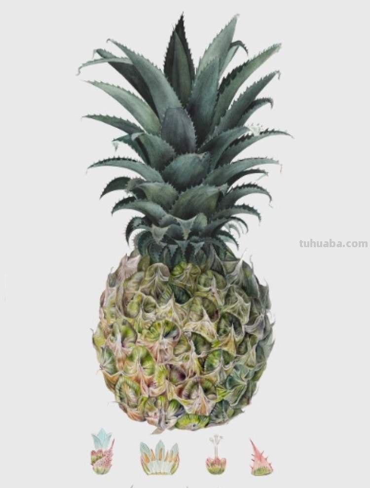 这些美丽的画带你走进自然科学，百余幅科学绘画在展出，多种兰花难得一见｜晨看展