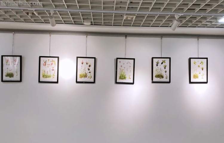 这些美丽的画带你走进自然科学，百余幅科学绘画在展出，多种兰花难得一见｜晨看展