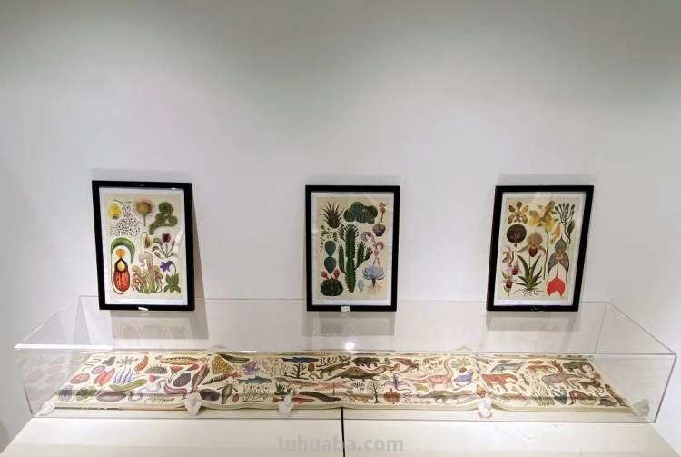 这些美丽的画带你走进自然科学，百余幅科学绘画在展出，多种兰花难得一见｜晨看展