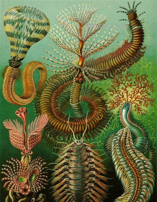 精美的自然科学插画