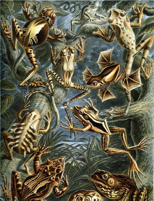 精美的自然科学插画