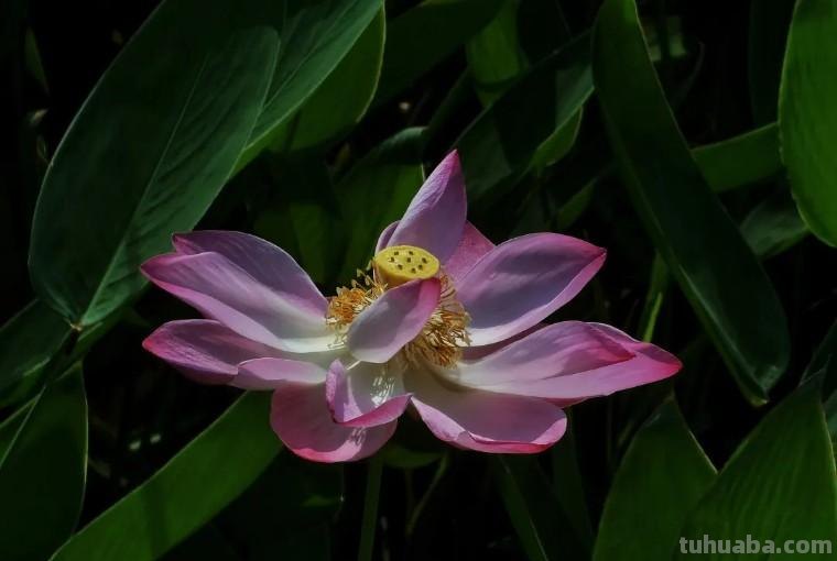 34个摄影技巧,手机大片这样拍!(影展点评第650期) 34个摄影技巧,手机大片这样拍!(影展点评第650期)