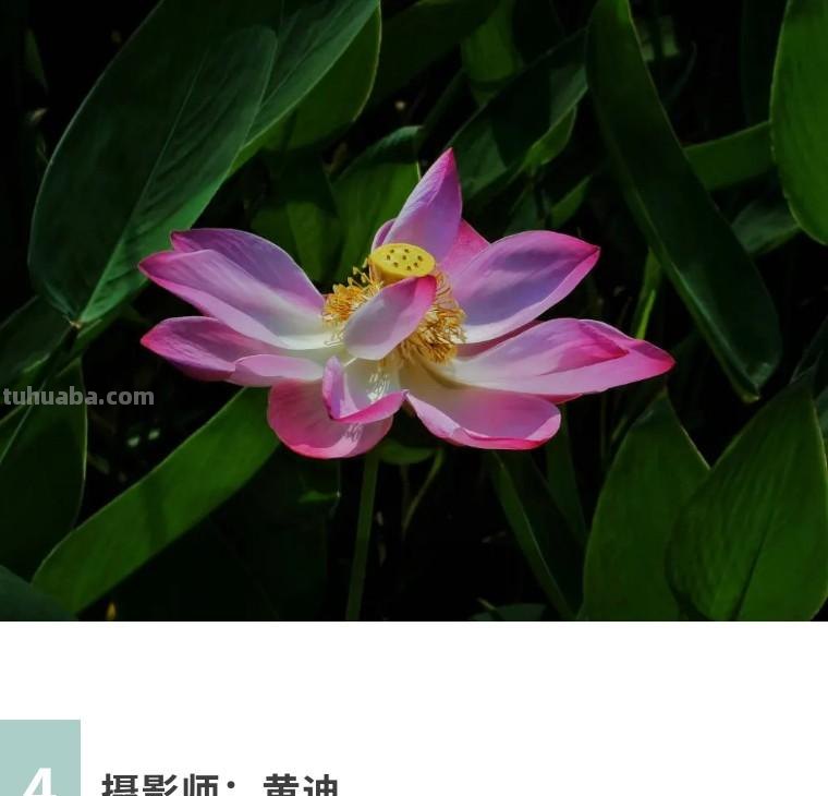 34个摄影技巧,手机大片这样拍!(影展点评第650期) 34个摄影技巧,手机大片这样拍!(影展点评第650期)