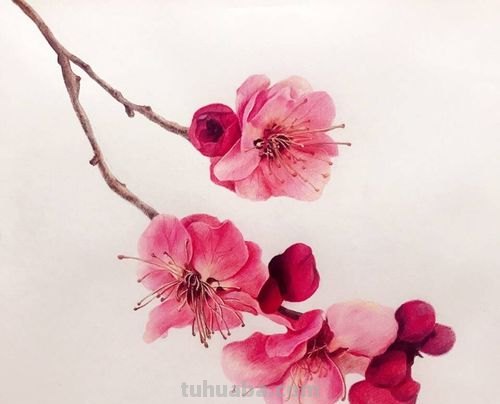 月下梅花怎么画彩铅 怎么画梅花~用铅笔图片?
