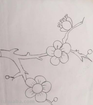 月下梅花怎么画彩铅 怎么画梅花~用铅笔图片? 月下梅花怎么画彩铅 怎么画梅花~用铅笔图片?