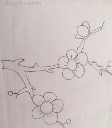 月下梅花怎么画彩铅 怎么画梅花~用铅笔图片? 月下梅花怎么画彩铅 怎么画梅花~用铅笔图片?