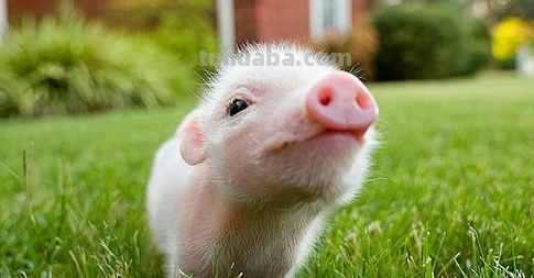 歌词这只小猪喂喂喂是什么歌 歌词这只小猪喂喂喂是什么歌