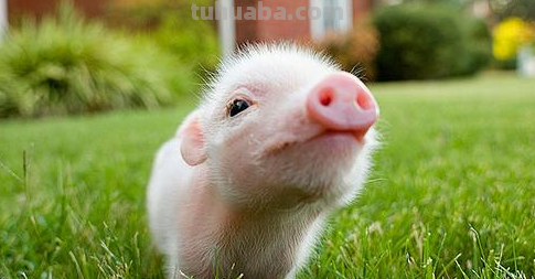 歌词这只小猪喂喂喂是什么歌 歌词这只小猪喂喂喂是什么歌