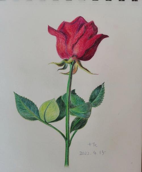 如何画出色彩玫瑰及色彩玫瑰花 