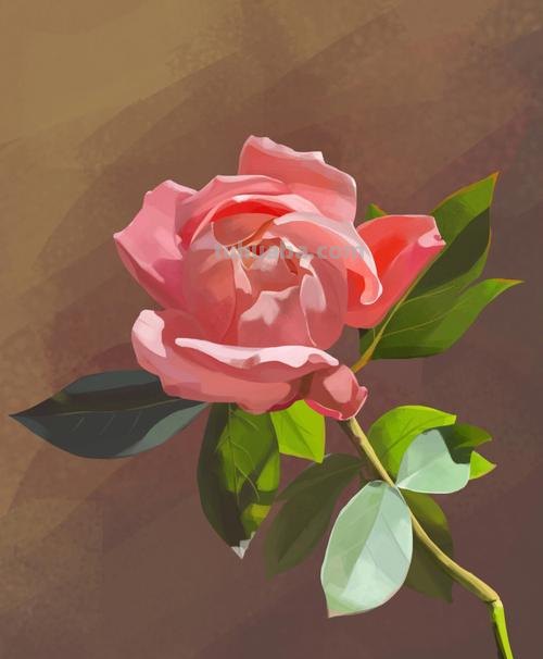 如何画出色彩玫瑰及色彩玫瑰花 