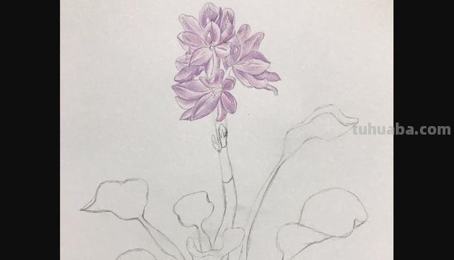 彩铅植物插花怎么画 彩铅花朵图解教程1？