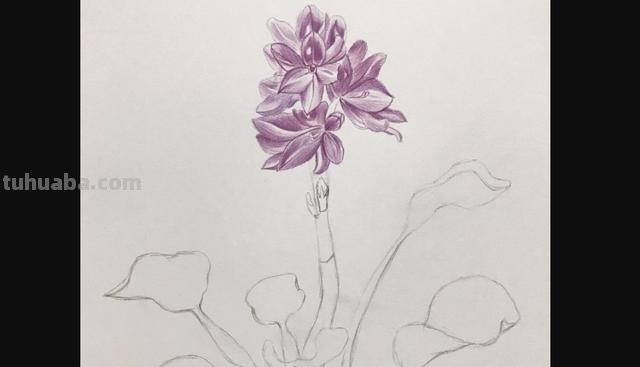 彩铅植物插花怎么画 彩铅花朵图解教程1？