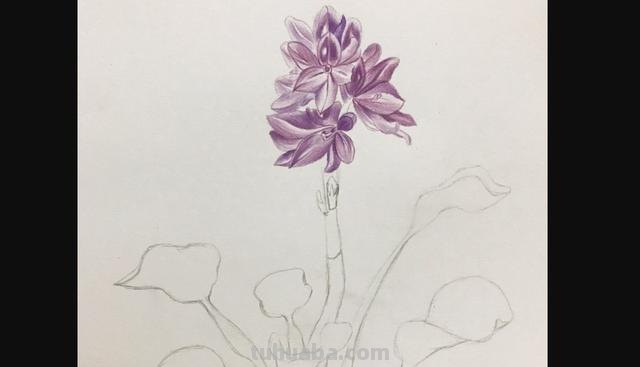 彩铅植物插花怎么画 彩铅花朵图解教程1？