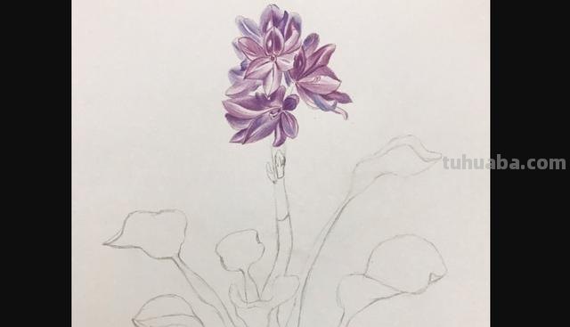 彩铅植物插花怎么画 彩铅花朵图解教程1？