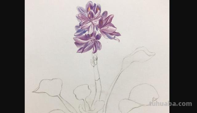 彩铅植物插花怎么画 彩铅花朵图解教程1？