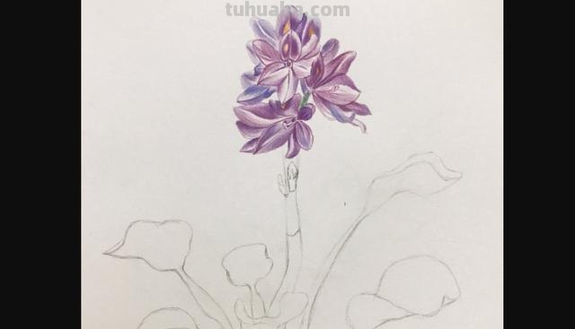 彩铅植物插花怎么画 彩铅花朵图解教程1？