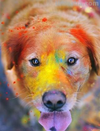 狗的色彩及狗的色彩分辨能力：探索狗狗眼中的色彩世界 