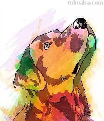 狗的色彩及狗的色彩分辨能力：探索狗狗眼中的色彩世界 