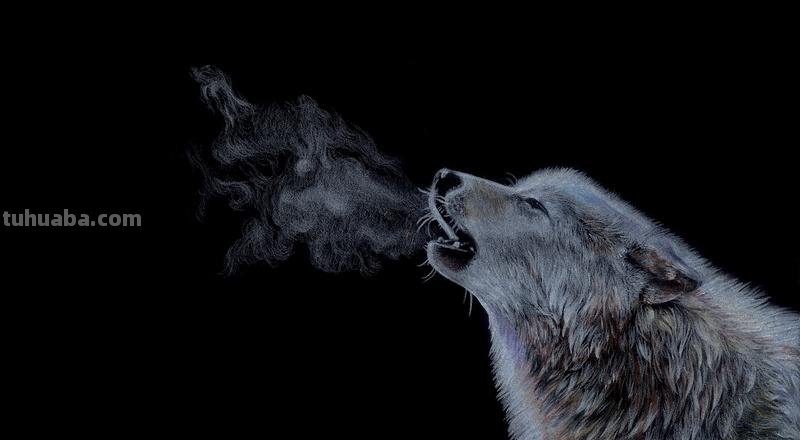 北极狼色彩及北极狼色彩学院：了解独特的色彩世界 