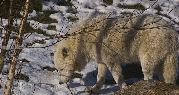 北极狼色彩及北极狼色彩学院：了解独特的色彩世界 
