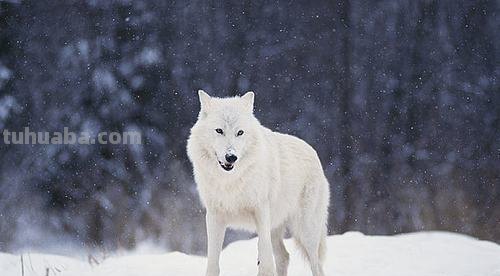 北极狼色彩及北极狼色彩学院：了解独特的色彩世界 