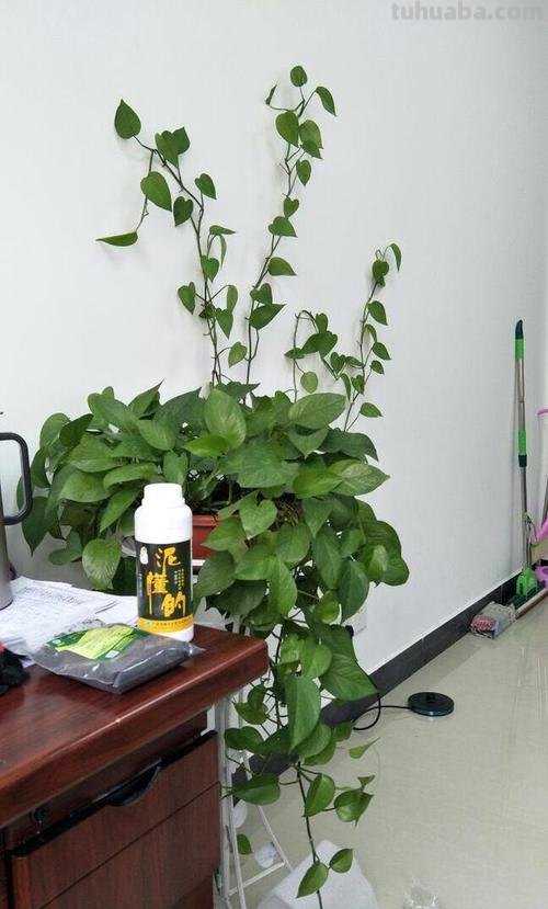 新手想养好绿萝，告诉你“方法”，不烂根不黄叶，四季油绿爬满墙