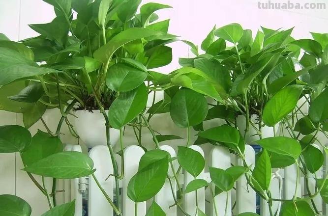 新手想养好绿萝，告诉你“方法”，不烂根不黄叶，四季油绿爬满墙
