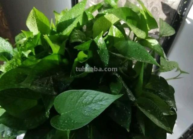 新手想养好绿萝，告诉你“方法”，不烂根不黄叶，四季油绿爬满墙