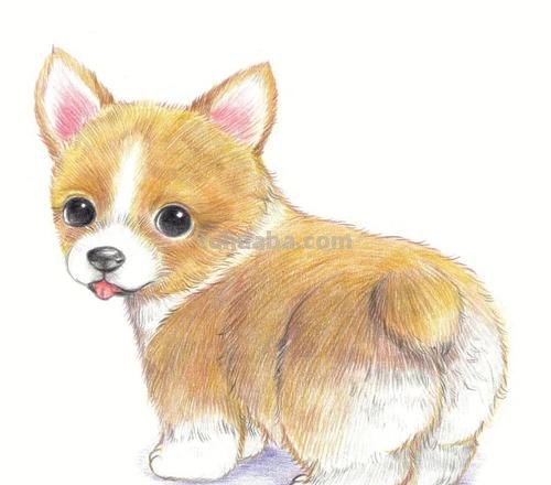 狗狗怎么画 彩铅颜色 如何画小狗？