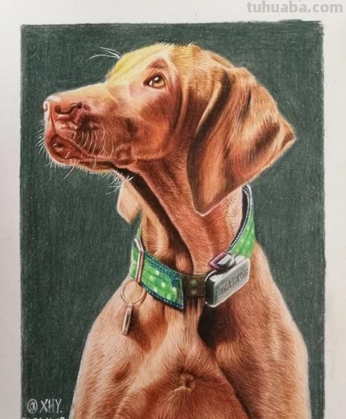 狗狗怎么画 彩铅颜色 如何画小狗？