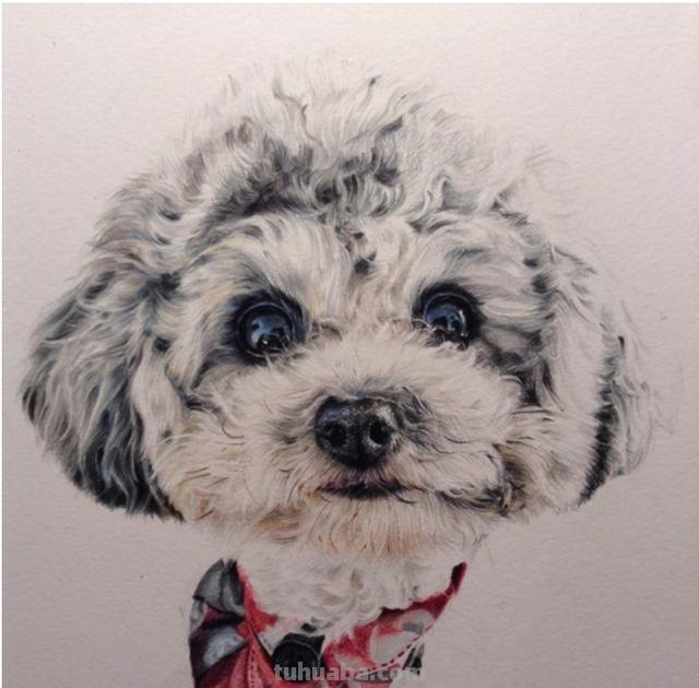 狗狗怎么画 彩铅颜色 如何画小狗？