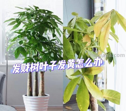 不会养发财树,小花匠来教你,保准枝叶繁茂不黄叶,快去试试吧