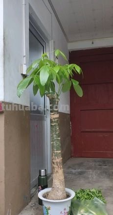不会养发财树,小花匠来教你,保准枝叶繁茂不黄叶,快去试试吧