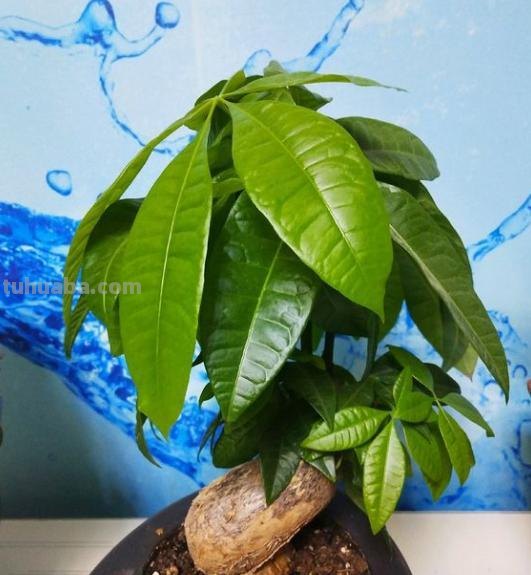 不会养发财树，小花匠来教你，保准枝叶繁茂不黄叶，快去试试吧