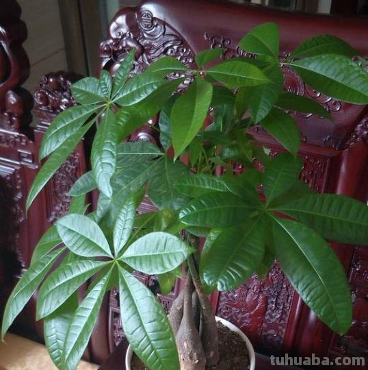不会养发财树，小花匠来教你，保准枝叶繁茂不黄叶，快去试试吧