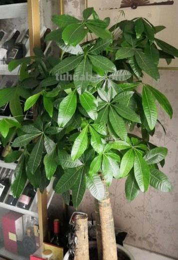 不会养发财树，小花匠来教你，保准枝叶繁茂不黄叶，快去试试吧