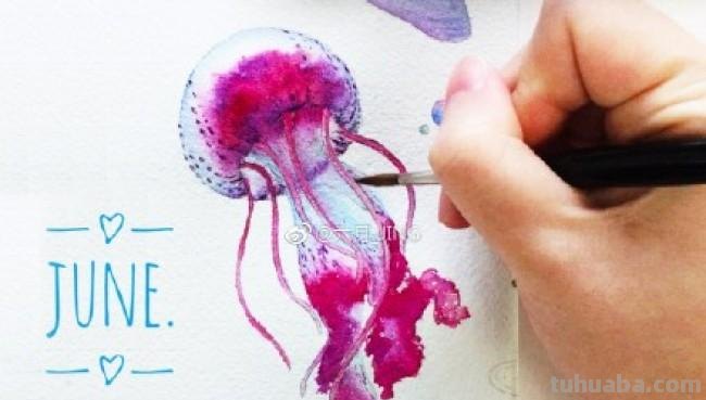 赤月水母彩铅怎么画 海月水母和赤月水母哪个好看？