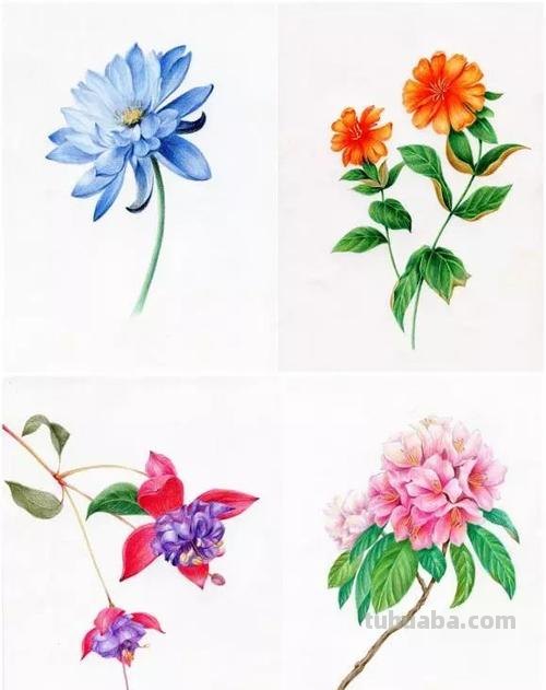如何画出绚丽多彩的花卉——色彩花卉的教程图解 