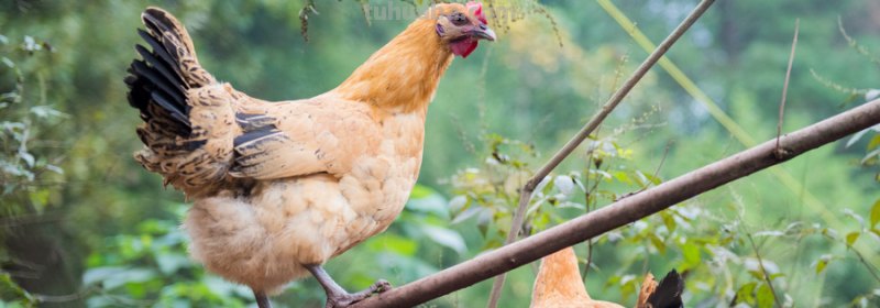 大公鸡儿歌 大公鸡儿歌