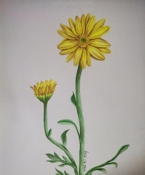 白色雏菊怎么画彩铅 小雏菊素描？
