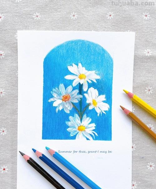 白色雏菊怎么画彩铅 小雏菊素描?